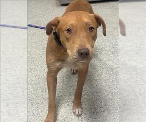 American Pit Bull Terrier-Unknown Mix Dogs for adoption in Conroe, TX, USA