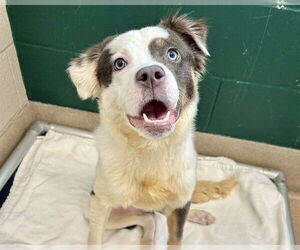 Australian Shepherd-Unknown Mix Dogs for adoption in Raleigh, NC, USA