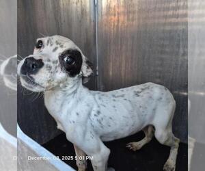 Mutt Dogs for adoption in San Antonio, TX, USA