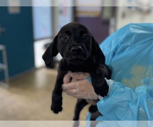 Mutt Dogs for adoption in Raleigh, NC, USA