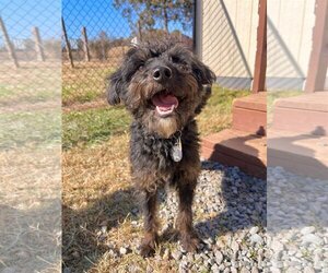 Aussiedoodle Miniature  Dogs for adoption in Pacolet, SC, USA