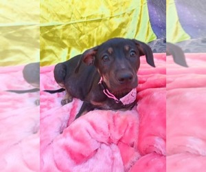 Border Collie-Staffordshire Bull Terrier Mix Dogs for adoption in Lake Forest, CA, USA