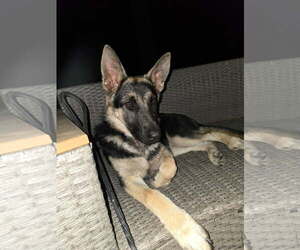 German Shepherd Dog Dogs for adoption in Social Circle, GA, USA