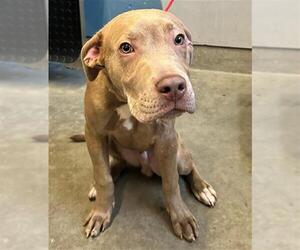 American Pit Bull Terrier Dogs for adoption in Camarillo, CA, USA