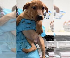 Chihuahua Dogs for adoption in Bakersfield, CA, USA