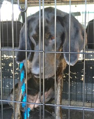 Small Coonhound-German Shorthaired Pointer Mix