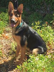 German Shepherd Dog Dogs for adoption in Campbell, CA, USA