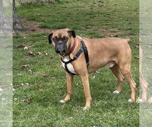 Boxer Dogs for adoption in Dumont, NJ, USA