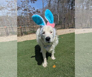 Border Collie-Unknown Mix Dogs for adoption in Calhoun, GA, USA