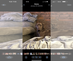 Labrador Retriever-Unknown Mix Dogs for adoption in Evansville, IN, USA