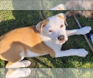 Mutt Dogs for adoption in Jackson Township, NJ, USA
