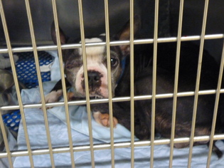 Medium Photo #1 Boston Terrier-Unknown Mix Puppy For Sale in Zanesville, OH, USA