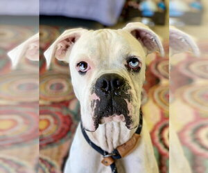 Boxer Dogs for adoption in Austin, TX, USA