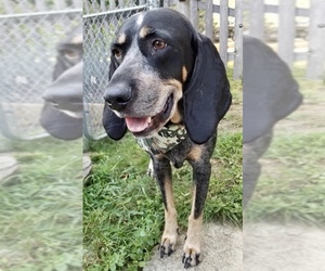Bluetick Coonhound Dogs for adoption in Canton, CT, USA