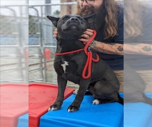 Shepradors Dogs for adoption in Lacombe, LA, USA
