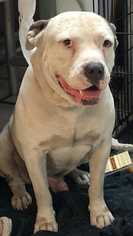 American Bulldog Dogs for adoption in Miami, FL, USA