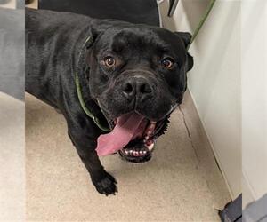 Mutt Dogs for adoption in Bakersfield, CA, USA