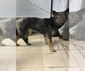German Shepherd Dog Dogs for adoption in Stockton, CA, USA