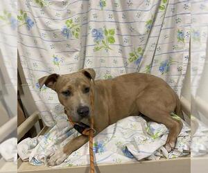 American Pit Bull Terrier Dogs for adoption in Modesto, CA, USA