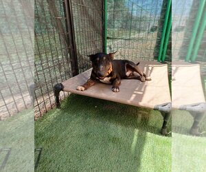 Bull Terrier Dogs for adoption in palm desert, CA, USA