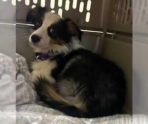 Mutt Dogs for adoption in Waterford, VA, USA