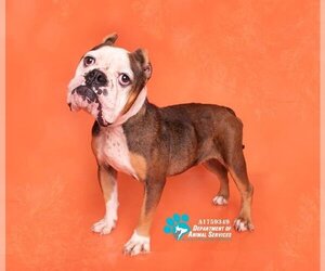Bulldog Dogs for adoption in Riverside, CA, USA