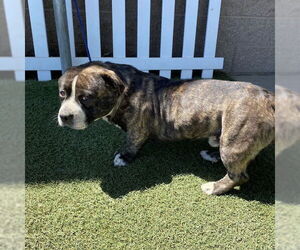 American Pit Bull Terrier-Unknown Mix Dogs for adoption in Modesto, CA, USA
