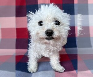Poodle (Toy)-Unknown Mix Dogs for adoption in Corona, CA, USA