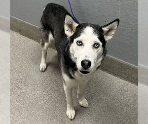 Siberian Husky-Unknown Mix Dogs for adoption in Las Vegas, NV, USA