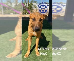 Mutt Dogs for adoption in HESPERIA, CA, USA
