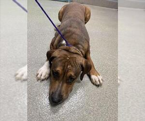 American Pit Bull Terrier-Unknown Mix Dogs for adoption in Las Vegas, NV, USA