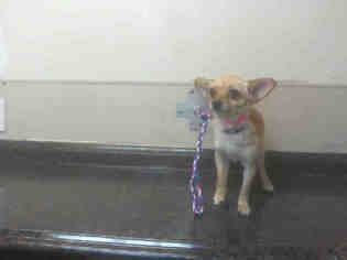 Chihuahua Dogs for adoption in Las Vegas, NV, USA