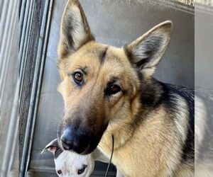 German Shepherd Dog Dogs for adoption in San Bernardino, CA, USA