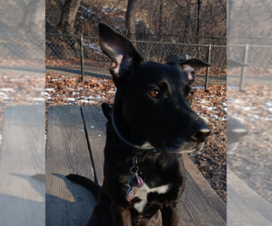 Mutt Dogs for adoption in Brooklyn, NY, USA