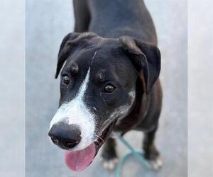 American Pit Bull Terrier-Unknown Mix Dogs for adoption in Tulsa, OK, USA