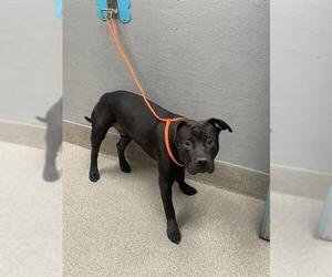 American Pit Bull Terrier-Unknown Mix Dogs for adoption in Las Vegas, NV, USA