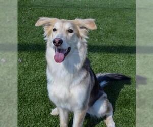 Collie-German Shepherd Dog Mix Dogs for adoption in Little Elm, TX, USA