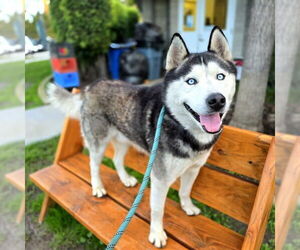 Siberian Husky Dogs for adoption in Long Beach, CA, USA