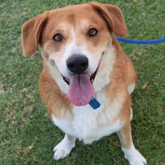 Collie-Labrador Retriever Mix Dogs for adoption in San Diego, CA, USA