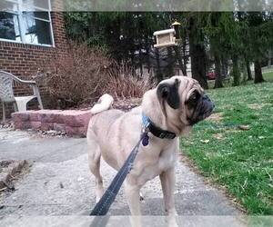 Pug Dogs for adoption in Akron, OH, USA