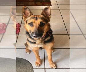 German Shepherd Dog-Unknown Mix Dogs for adoption in San Antonio, TX, USA