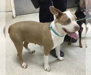 American Pit Bull Terrier Dogs for adoption in Riverside, CA, USA