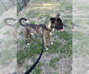American Staffordshire Terrier-Unknown Mix Dogs for adoption in San Antonio, TX, USA
