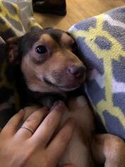 Chihuahua-Unknown Mix Dogs for adoption in Toledo, OH, USA
