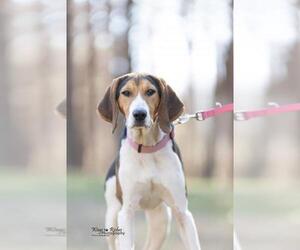 Treeing Walker Coonhound Dogs for adoption in Tuscaloosa, AL, USA