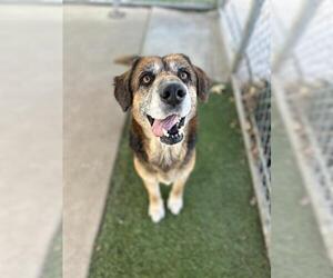 German Shepherd Dog Dogs for adoption in Chula Vista, CA, USA