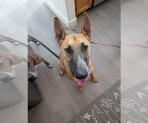 Bull Terrier-Unknown Mix Dogs for adoption in Las Vegas, NV, USA