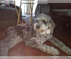 Golden Retriever-Unknown Mix Dogs for adoption in Aurora, IN, USA