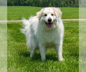 Great Pyrenees Dogs for adoption in Troy, IL, USA