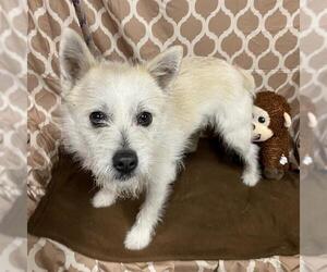 Miniature Schnauzer-Unknown Mix Dogs for adoption in Modesto, CA, USA